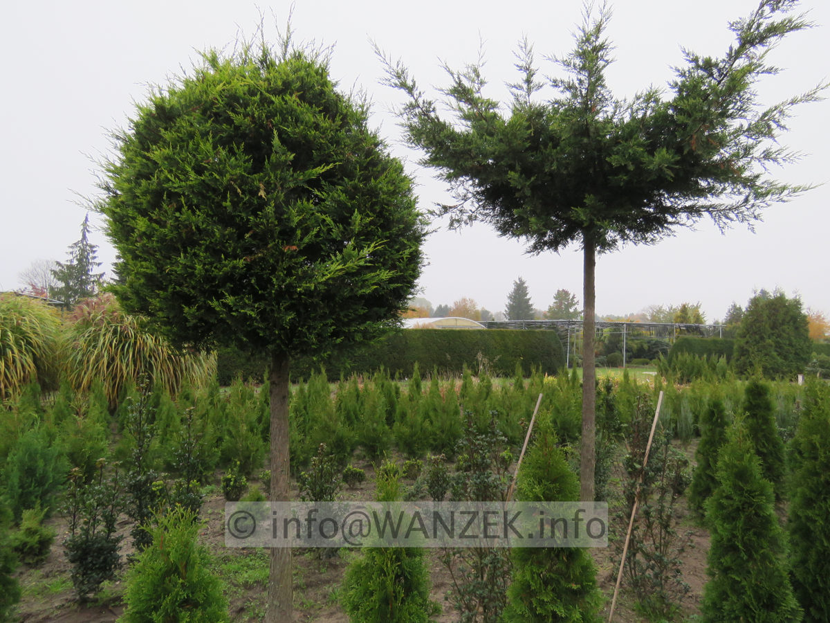 Cupressocyparis leylandii Castlewellan Gold - Kugelstamm gelbgruen 02.JPG